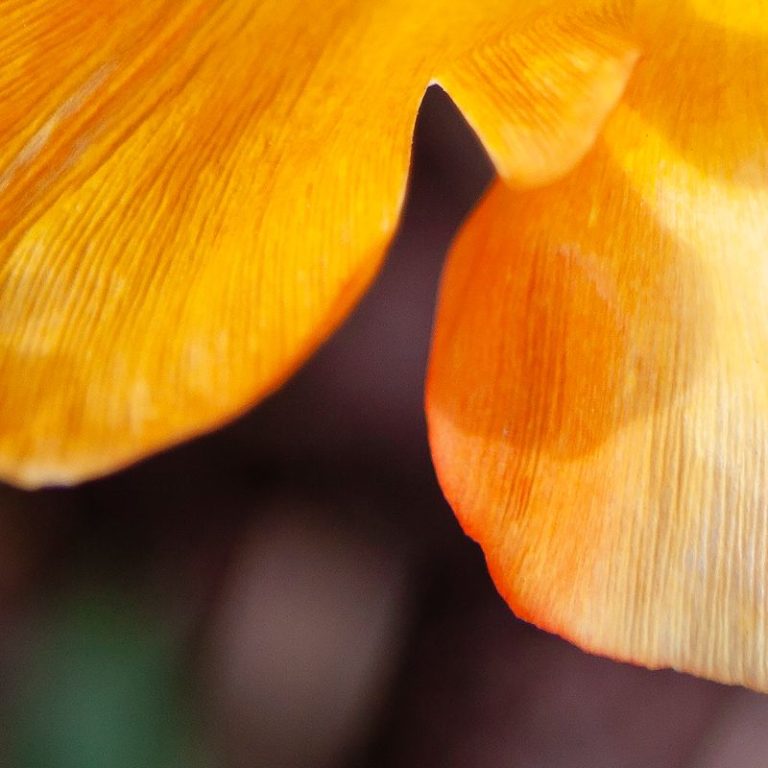 Beautiful Flower Photo