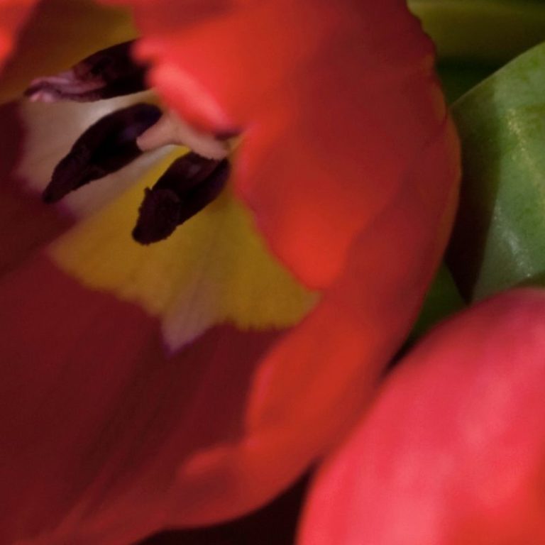 Beautiful Flower Two Photo